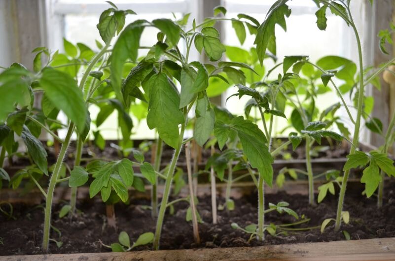 Вот такая рассада томатов в этом году.