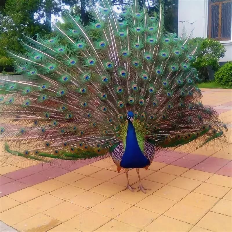 Красивый павлин