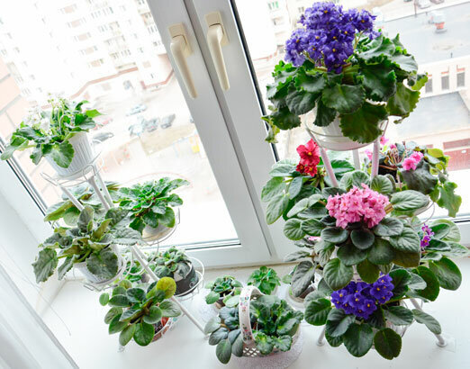 Царство фиалок
