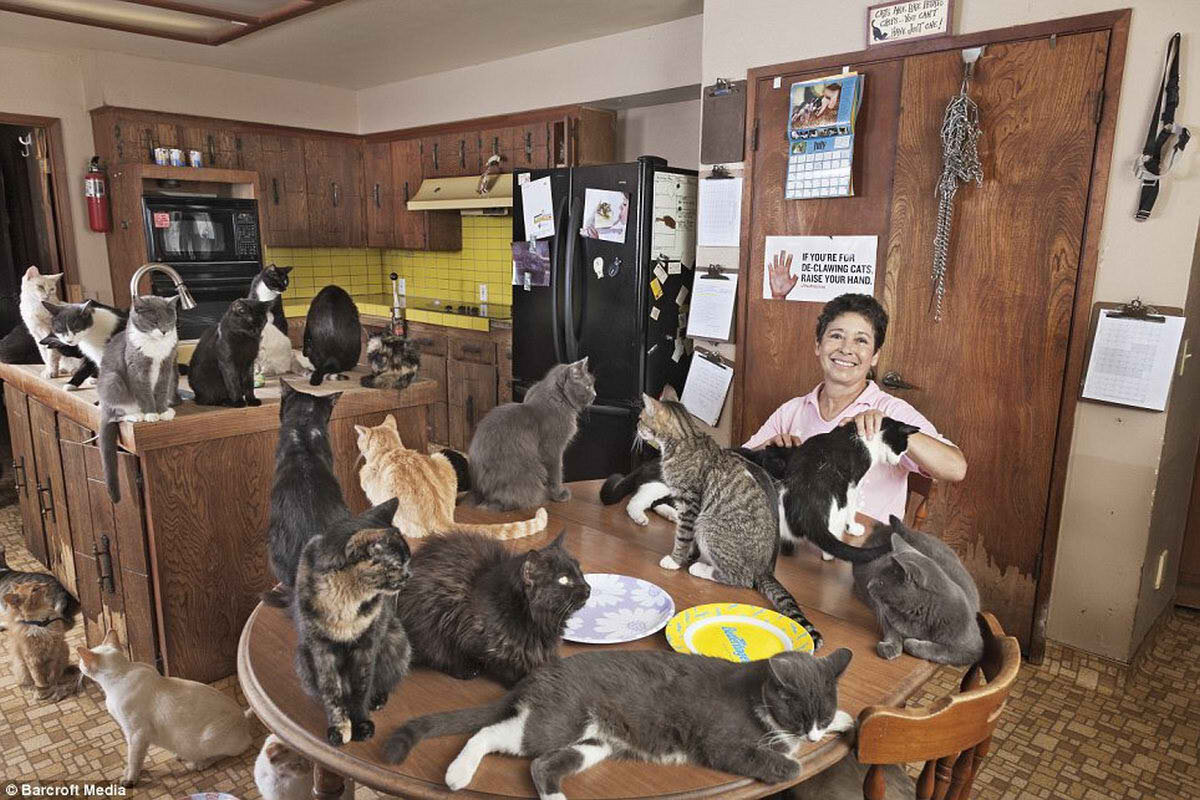 https://www.facebook.com/pages/category/Nonprofit-Organization/TheCatHouseontheKings/photos/