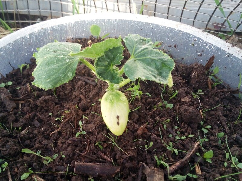 Но, одно растение явно отстает в развитии и выглядит больным, хотя огурец был посажен в тоже самое время и растет в одинаковых условиях с остальными