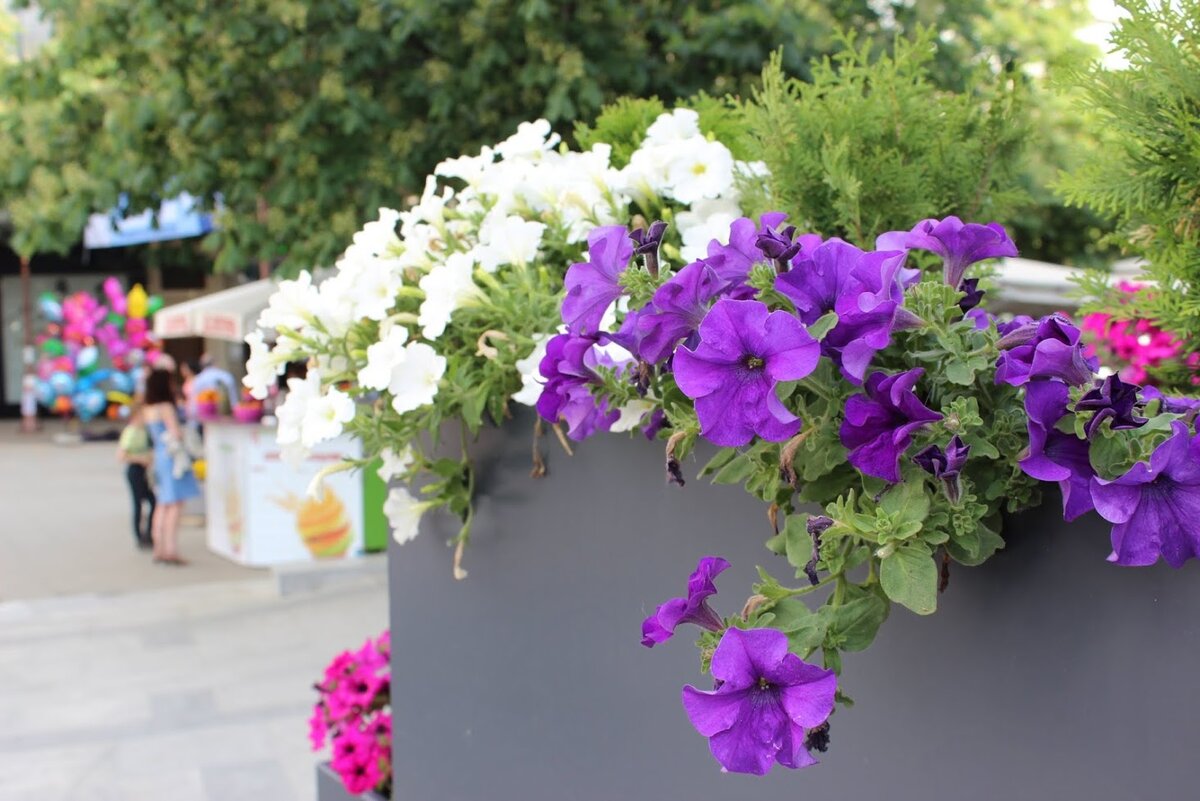 Летний Благоевград. Фото из личного архива автора