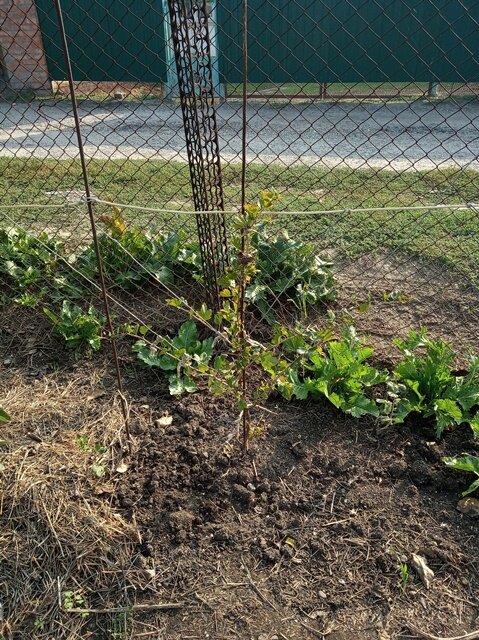 Фото: Романа Образцова. Второй год формировки.