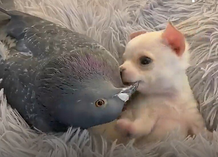 thedodo.com