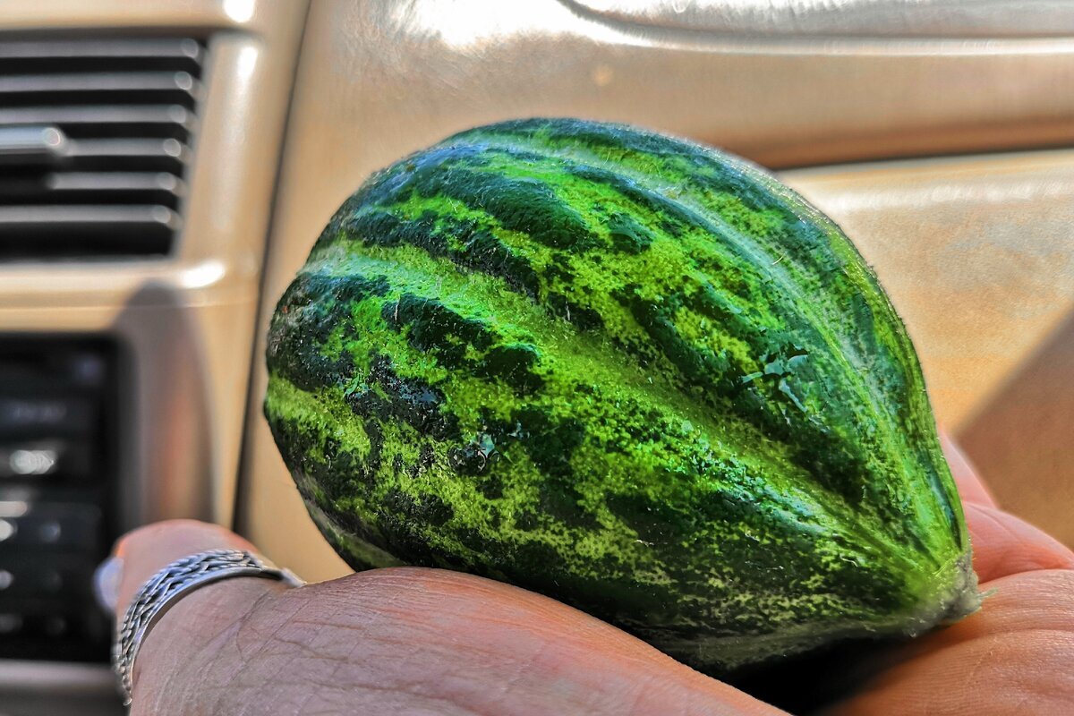 Неведомый овощ