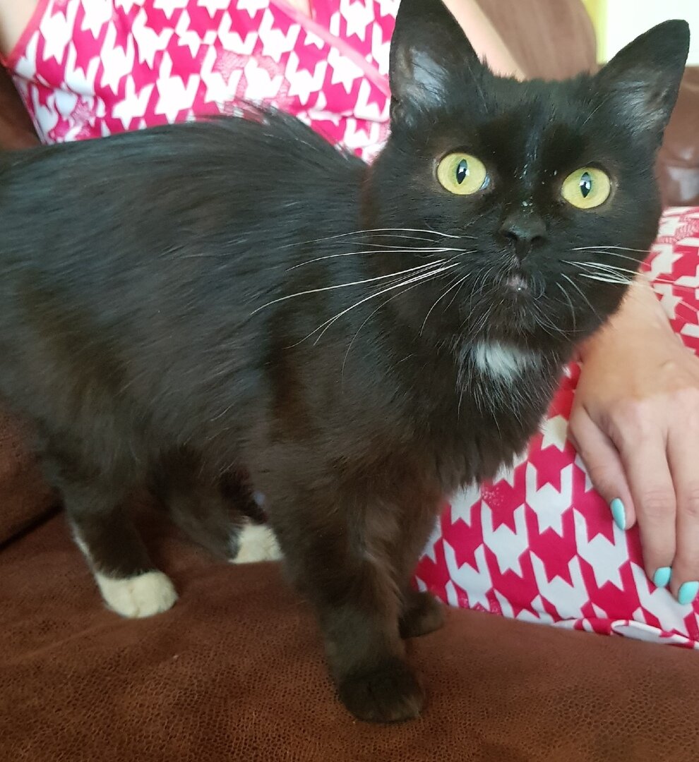 Кошка Ночка дома. Источник: зоопансионат "Альма", г. Воронеж.