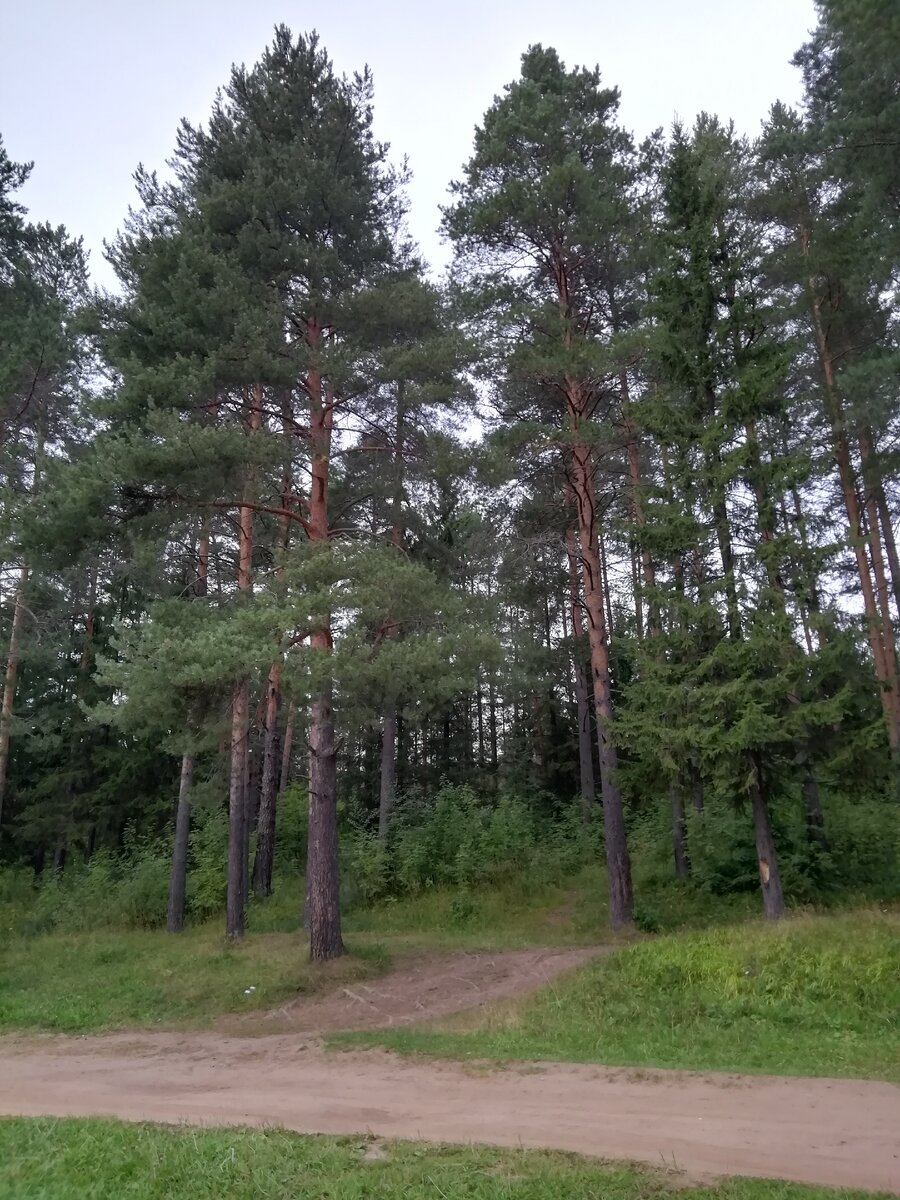 Сосны