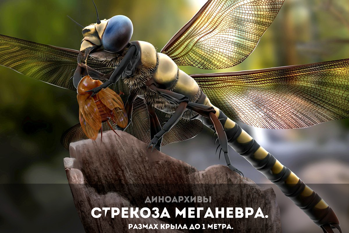 Стрекоза меганевра (Meganeura).