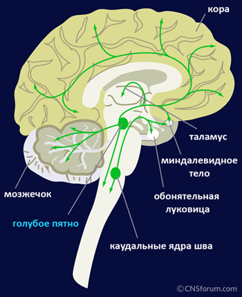 Рисунок 1. Норадренергические волокна головного мозга. Из ряда глубоких структур мозга отростки норадреналиновых нейронов направляются в мозжечок, миндалевидное тело, кору и таламус.