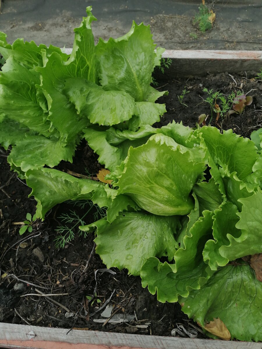 Салат на грядке