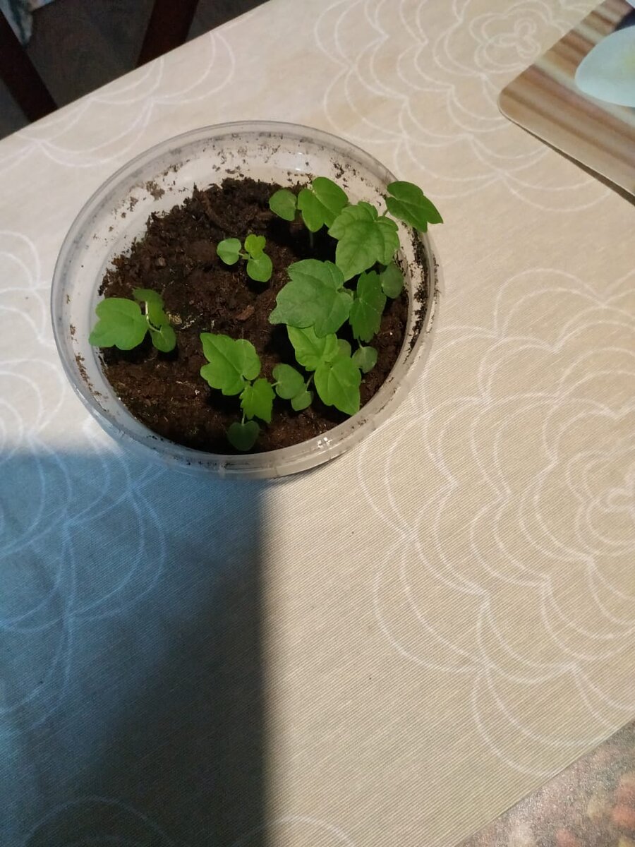 Так выглядят семена через месяц