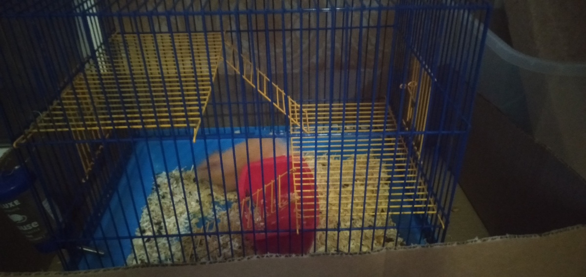 Клетка сирийского хомяка.