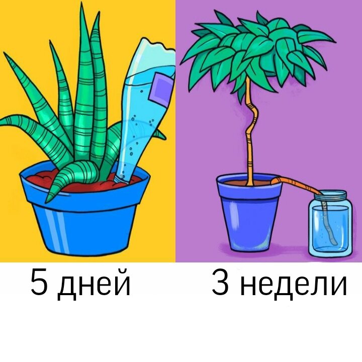 5 умных способов поливать растения в ваше отсутствие