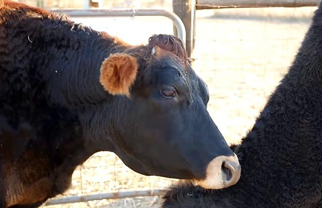 Что обязательно нужно знать о содержании и кормлении коров зимой?