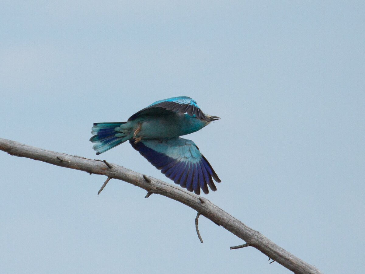 Download wallpaper Birds, pair, blue, section animals in resolution 1280x1024