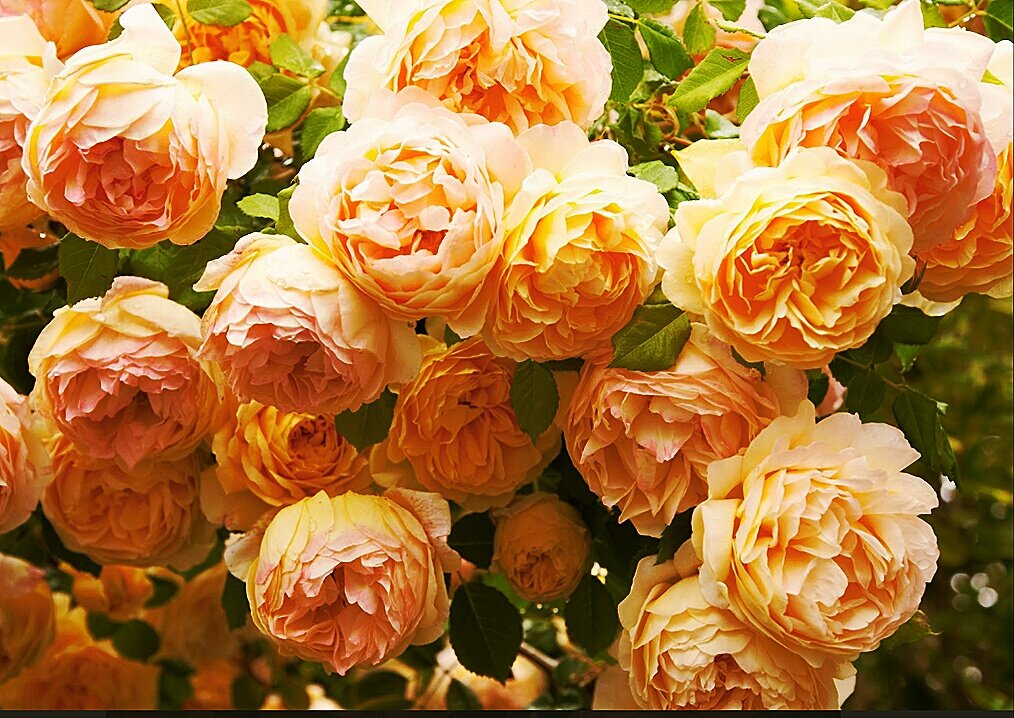 Роза Golden Celebration