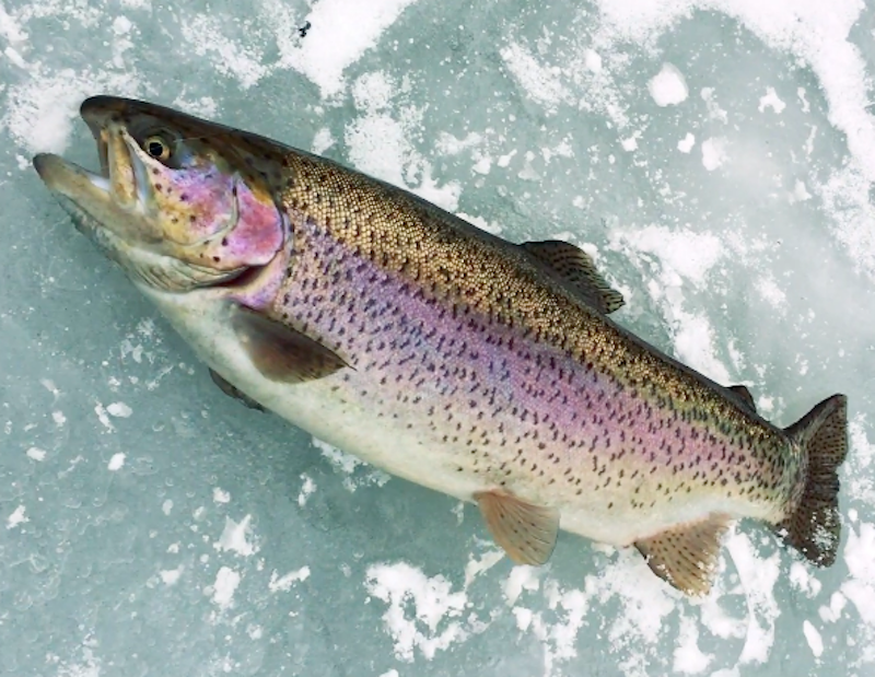 Это одна из самых красивых рыб в пресной воде! Фото: автор