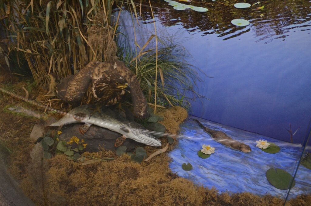 Кочин Н.Н. Орлан, щука и кувшинки. 1960-1977 гг. Экспозиция Музея природы. Из собрания ГВСМЗ