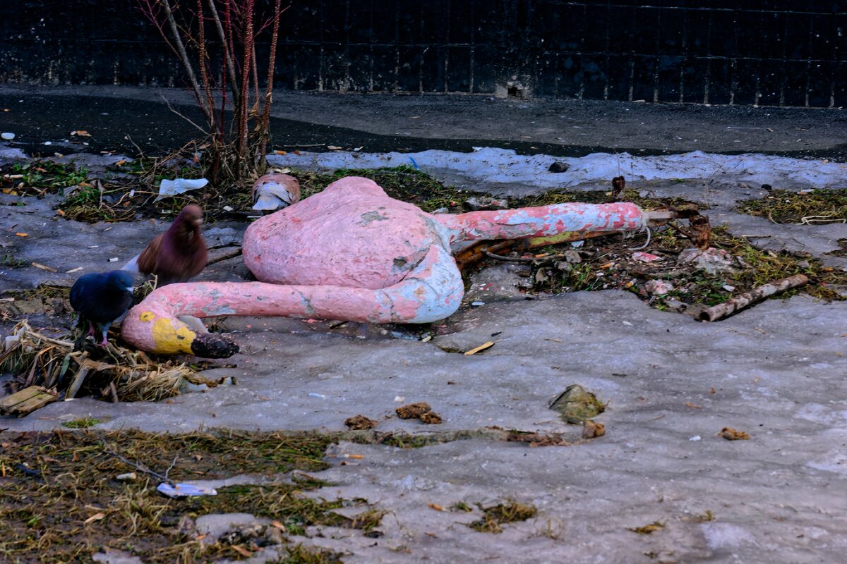 Поваленный голубями фламинго.