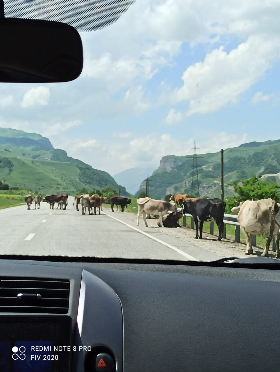 По дороге много коров и барашков. С одной стороны они мешают, зато ребенок был в восторге. 