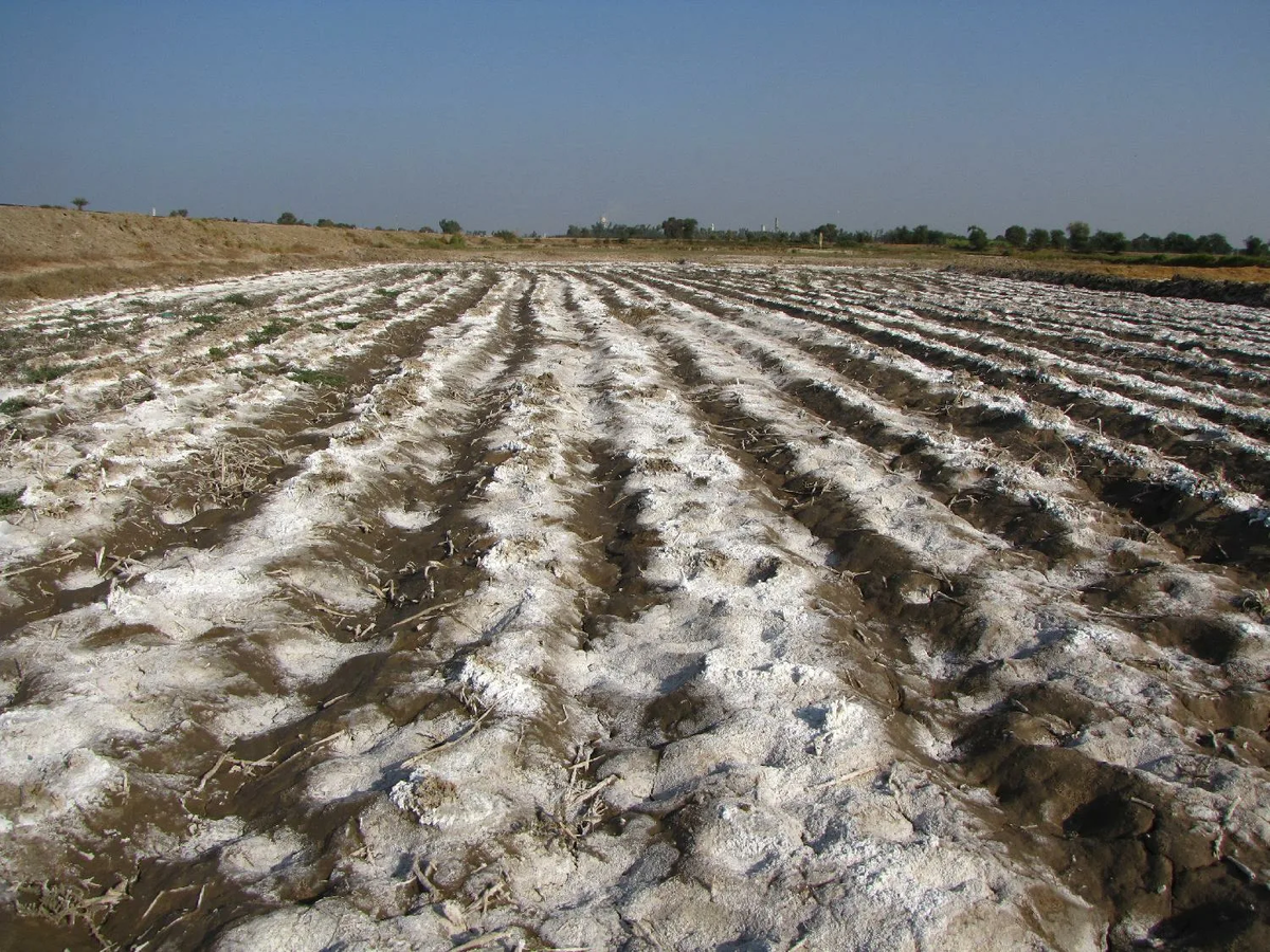 Орошение экологические проблемы. Soil salinization. Астраханская область засоление почвы. Орошение засоление почвы. Засоление орошаемых земель в Узбекистане.