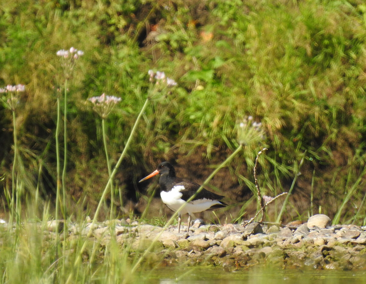 Кулик-сорока на Уфе, 24 июля 2021 года, фото Ксении Волянской