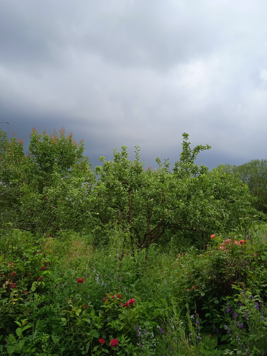 И снова пришла жара. Такие тучи теперь появятся не скоро. Мой двор - трава травяная)