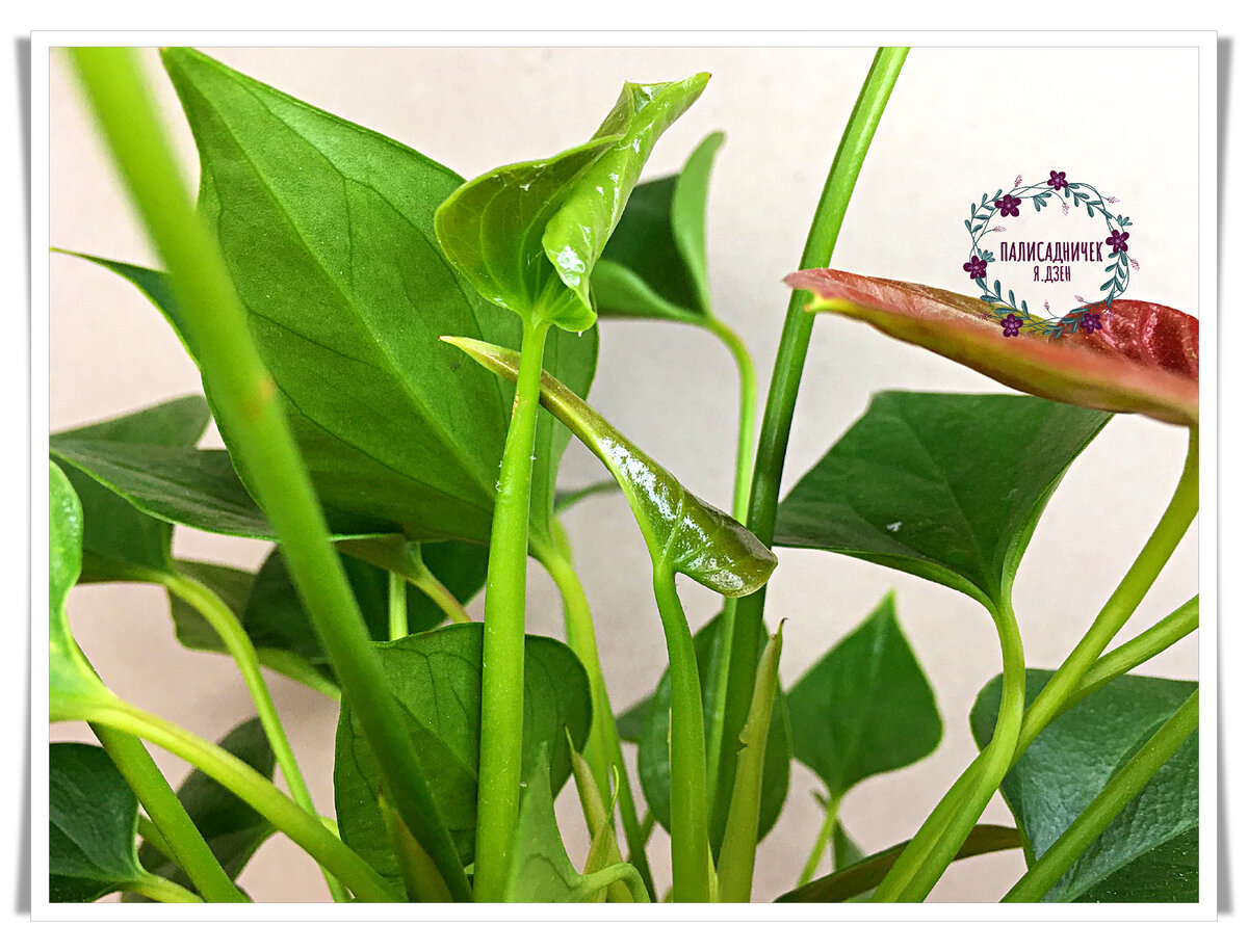 Это красный. Которым занималась сегодня. В активном росте. Новые листья один за другим появляются. 