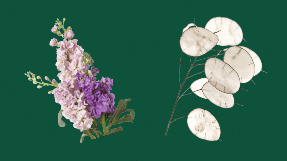 Левкой (маттиола)         Лунария 