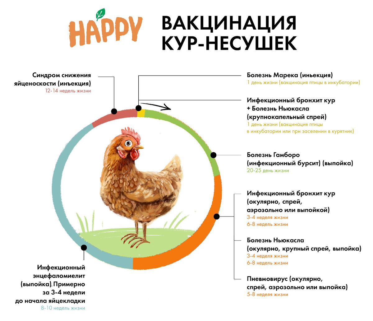 Куриная слепота: оскорбление или реальное заболевание?