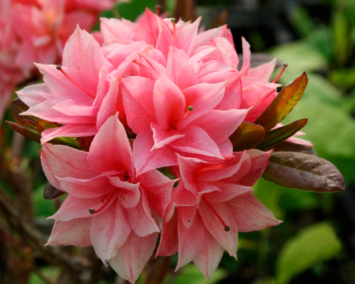 Сорт Килиан