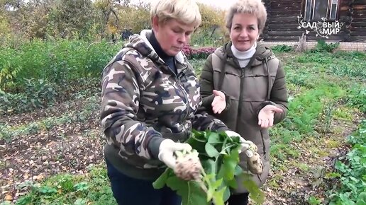 Собираем урожай октября: редька лобо, дайкон, черная редька , лук-порей