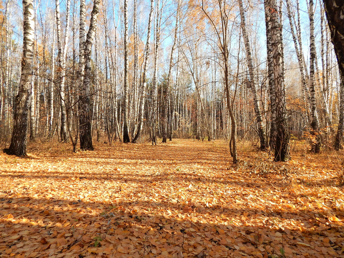      Осенний парк.