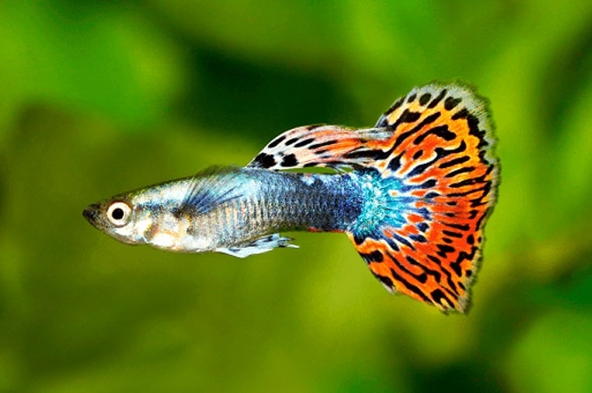 Аквариумная рыбка - Гуппи