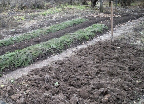 Грядки с подзимними посевами