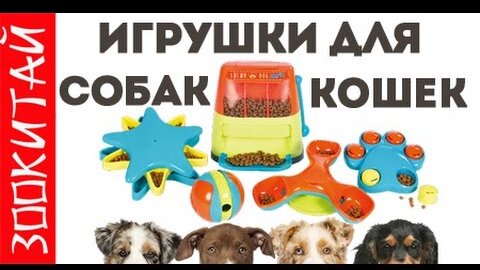 Игры Собаки - Онлайн Бесплатно