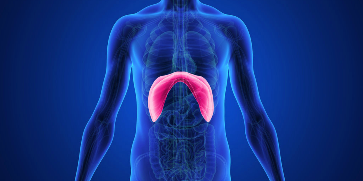 Диафрагма. Фото с сайта - https://clck.ru/YkGPH