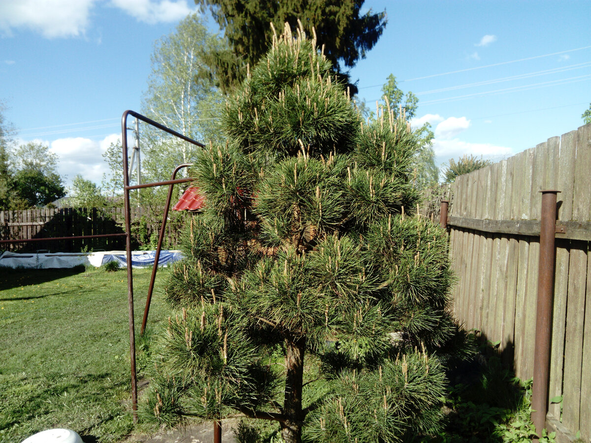 Niwaki! Pine Workshop part II - Swindon & District Bonsai Black pine bonsai, Bon