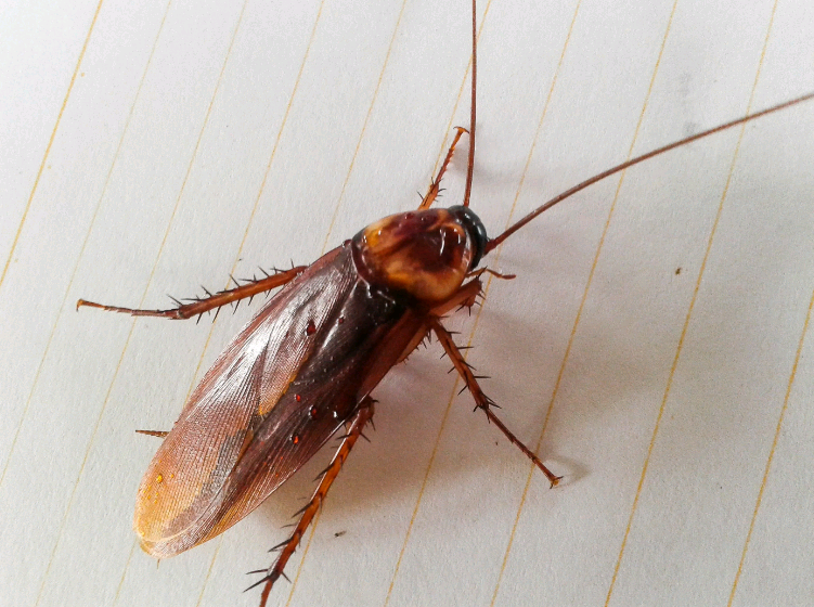 Рыжий таракан. Самый распространенный вид в России.