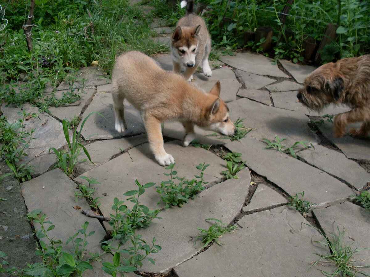 Лайки и терьеры относятся к громким звукам не так, как обычные собаки. Фото автора