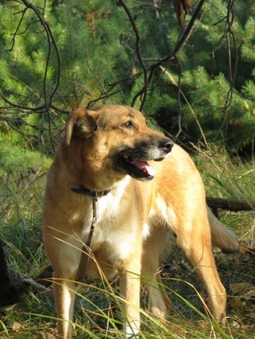 Рыжая дворняга Линда