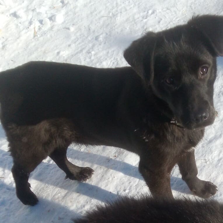 Малышку Геру нашли на одной из улиц Иркутска, её трепали собаки, к счастью удалось ребёнка отвоевать , но большее счастье, что собаки не успели её поколечить, отделались небольшими ранами на теле. С психикой всё хорошо, проглистогонена, стерилизую по возрасту. Очень контактный щенок, она поняла, что человек может быть ласков, до этого боялась даже малейшего повышения голоса. Игривая, нежная, очень полюбила играть с котами. Ищу этой ласкуше самых лучших" мамипап". Приучена к поводку, знает, что такое сидеть на цепи у будки. Желательно квартирное содержание, но может жить и в тёплой будочке. Собачка среднего размера (по колено), больше не вырастет. Возраст примерно 5 месяцев. Будет отлично ладить с детьми. Присмотритесь, может быть это ваше счастье?! 