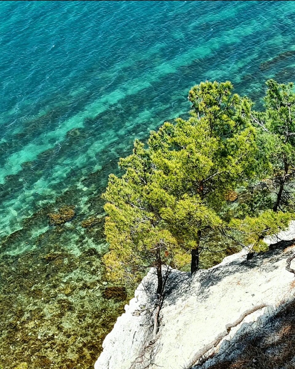 Голубая Бездна в Геленджике. Сосны, море, кайф | Юг Край - Курорты Юга  России | Дзен