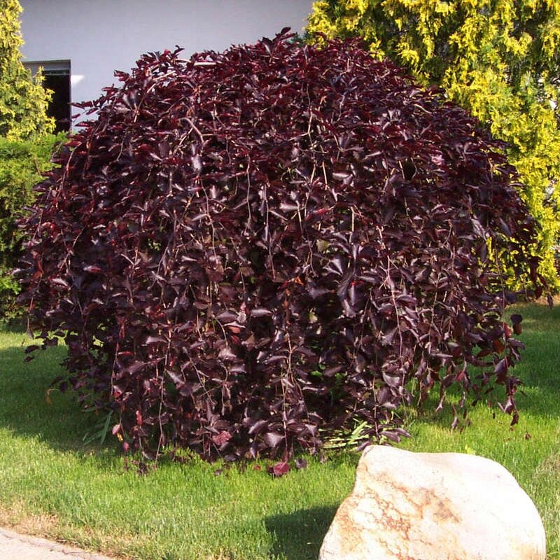 Бук лесной Перпл Фонтейн (Fagus sylvatica Purple Fountain) www.oazis-market.ru