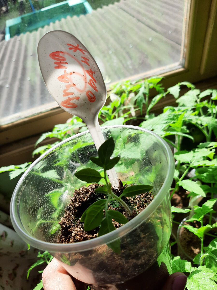 Самые маленькие томаты в итоге эти "Амана Оранж " , но это наверное и не плохо. 