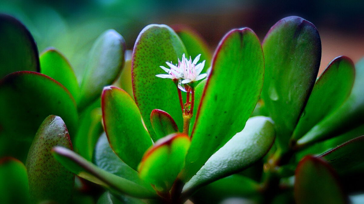 Толстянка зонтичная Crassula Umbella