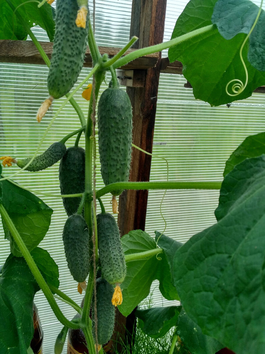 Заявленные производителем 10-15 кг/кв.м. в холодное лето они не дадут, можно даже не рассчитывать. Такой урожай можно получить в теплице при идеальной агротехнике и идеальных же условиях. Ну а в открытом грунте и 5-6 кг/кв.м. - "потолок".