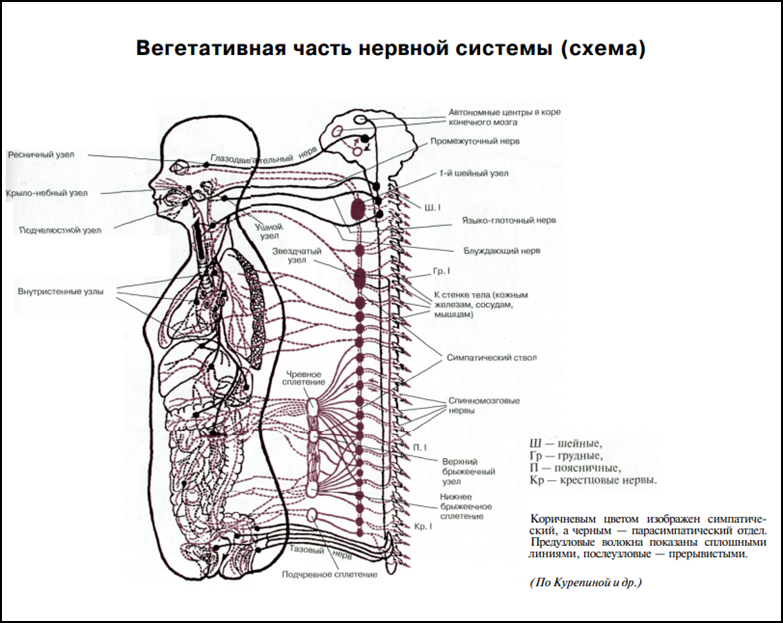 Нервы в теле человека схема