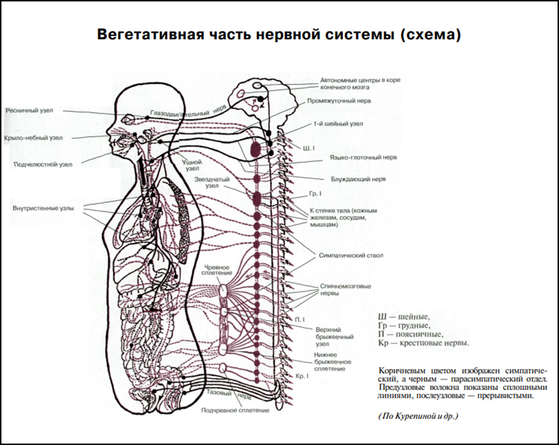 Карта нервов человеческого тела