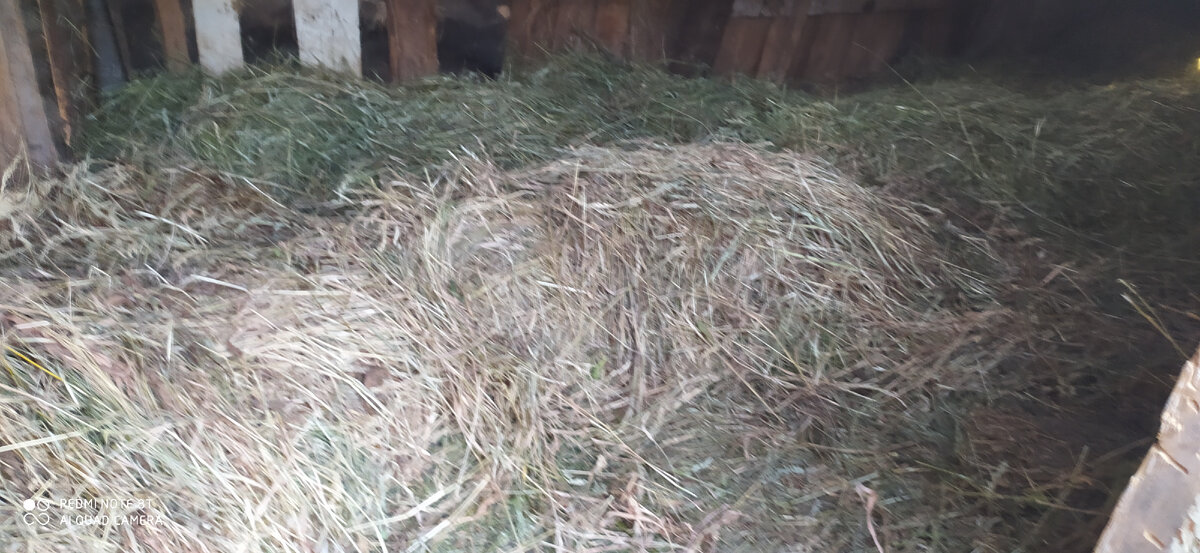 Небольшой запас сена. Сегодняшнее уже желтее, чем первое.